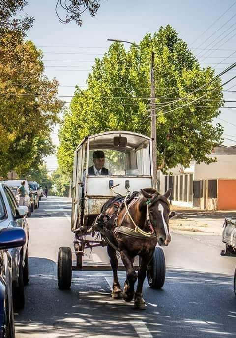 Imagen de DON GERMN CASTILLO MUOZ El recordado y ltimo repartidor de leche.
